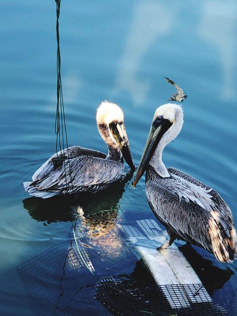 Vögel schwimmen im See