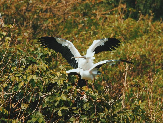 Foto vögel sitzen auf bäumen