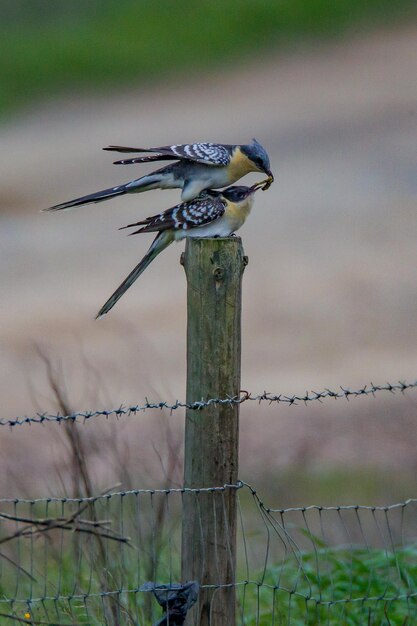 Foto vögel sitzen auf dem zaun