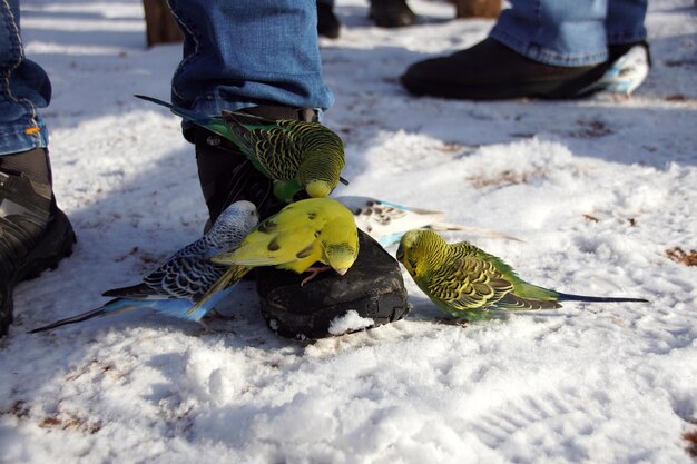 Foto vögel sitzen auf einem schneebedeckten feld