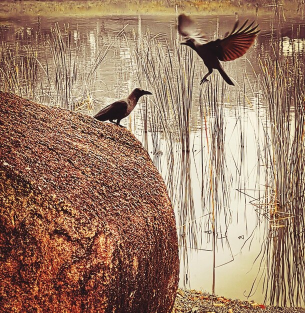 Foto vögel sitzen auf einem see