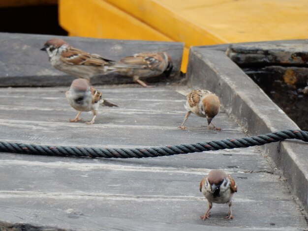 Foto vögel sitzen auf holz