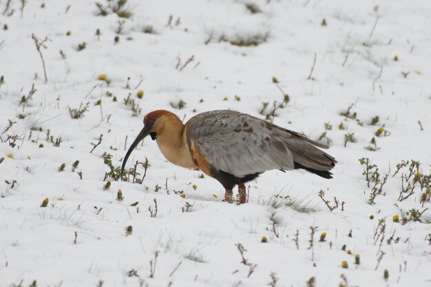 Foto vögel sitzen auf schneebedecktem land