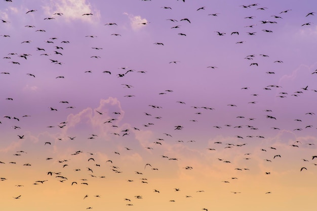 Vögel strömen Flughintergrund Patagonien Argentinien