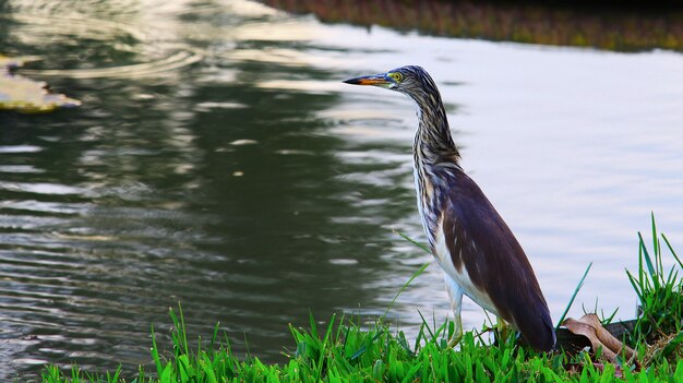 Vögel suchen neben dem Teich