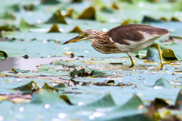 Vögel suchten nach Nahrung