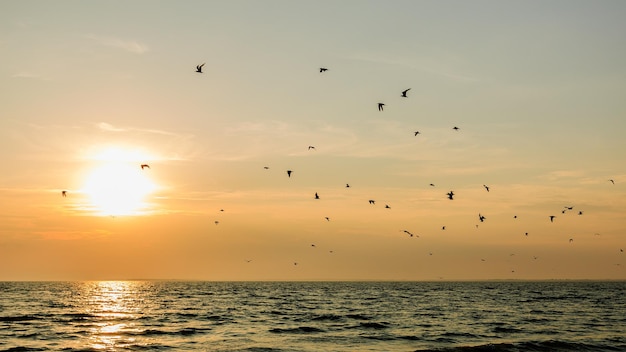 Vögel über dem Meer bei Sonnenuntergang