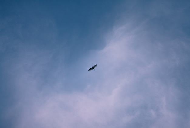 Vögel und blauer himmel am abend