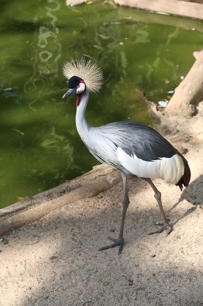 Vögel und Flamingos