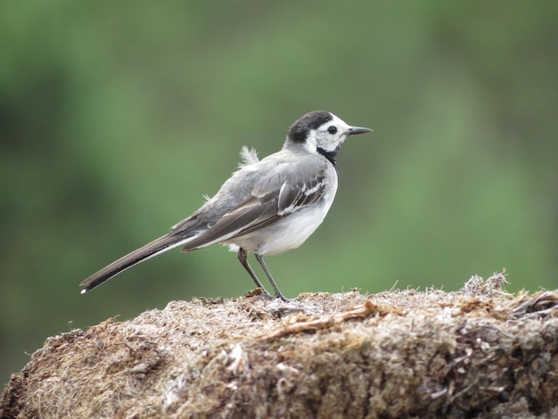 Foto vögel und schöne orte