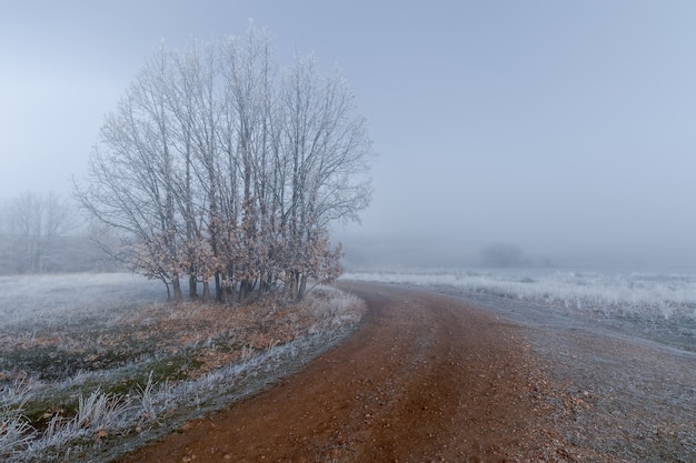 Völlig gefrorene Winterlandschaft mit Nebel am Horizont und Eis am Boden und Pflanzen. Kurvenreiche unbefestigte Straße. Segovia, Spanien, Castilla Leon.