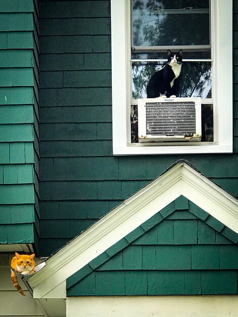 Foto vogel am fenster