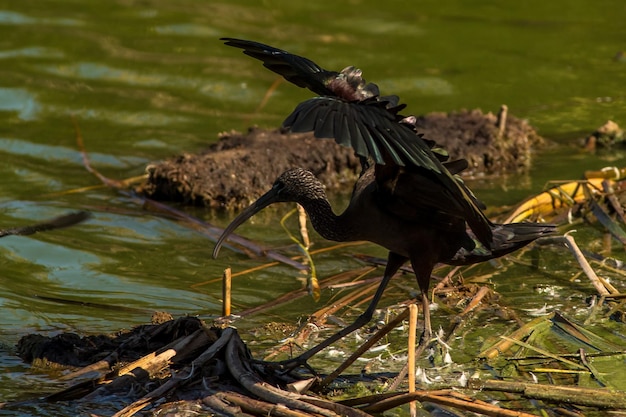 Foto vogel am flussufer