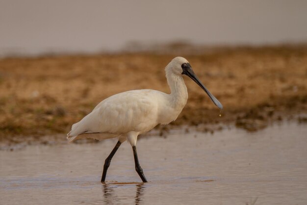 Foto vogel am strand