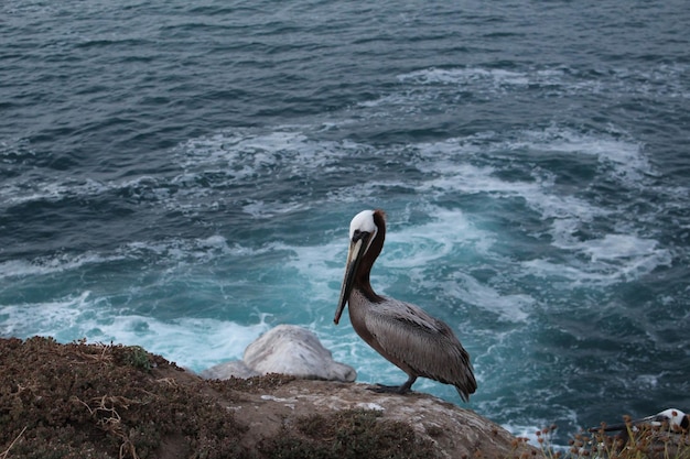 Vogel am Ufer