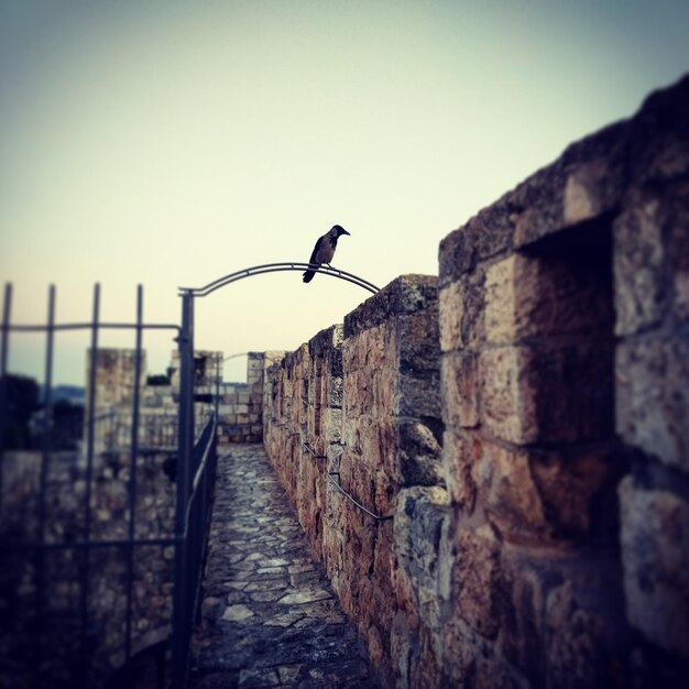 Foto vogel an der wand vor klarem himmel