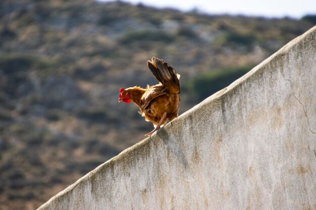 Foto vogel an der wand