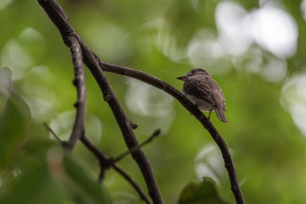 Vogel (Asian brown flycatcher, Muscicapa Dauurica, Siamensis) grau-braune Farbe