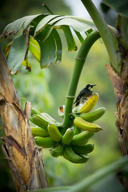 Foto vogel auf bananenstauden