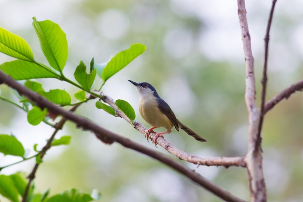 Vogel auf dem Baum