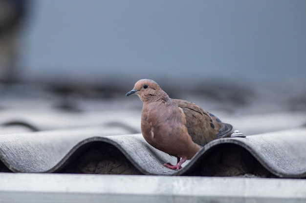 Vogel auf dem Dach