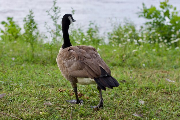 Foto vogel auf dem feld