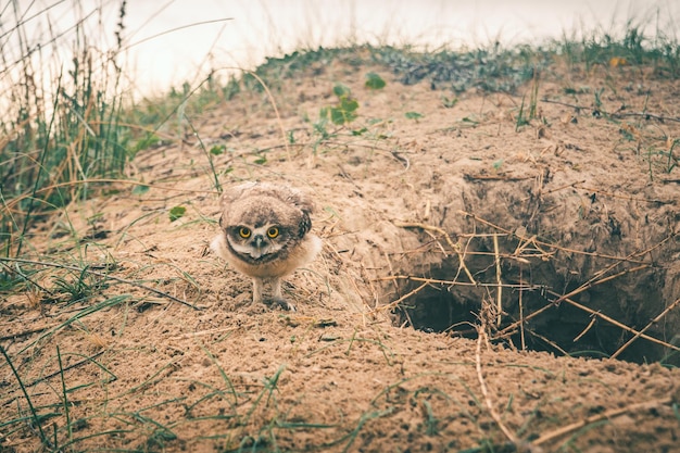 Foto vogel auf dem feld