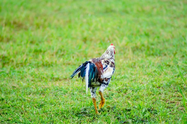 Foto vogel auf dem feld