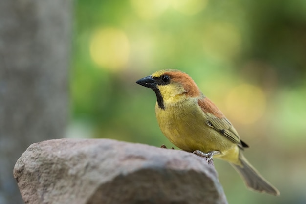 Vogel auf dem Felsen