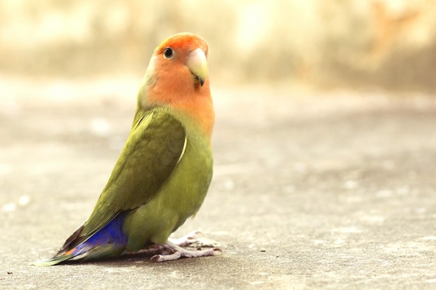 Vogel auf dem Fußweg