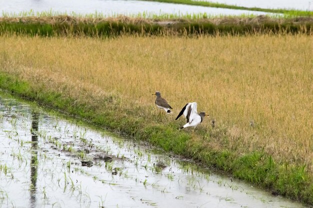 Foto vogel auf dem gras am wasser