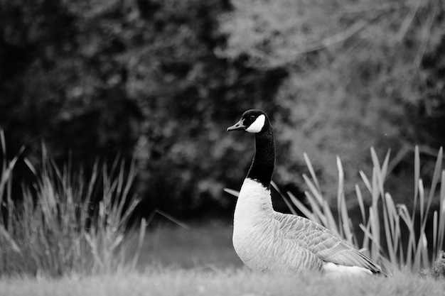 Foto vogel auf dem gras gegen bäume