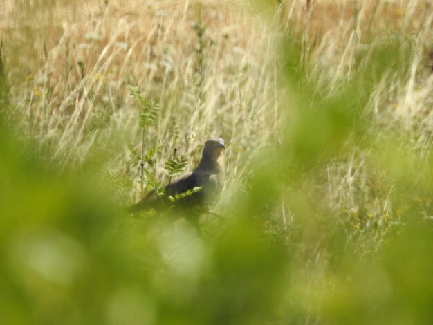 Foto vogel auf dem gras