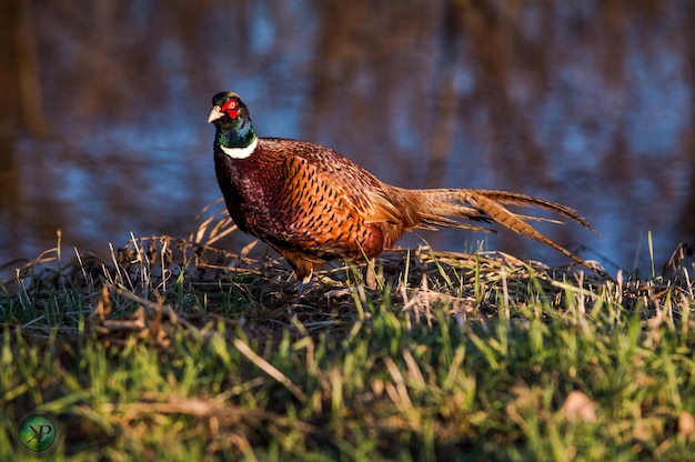 Vogel auf dem Gras