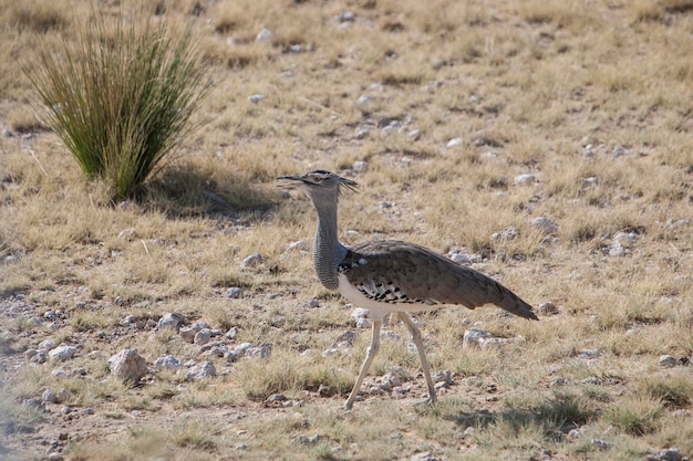 Foto vogel auf dem gras