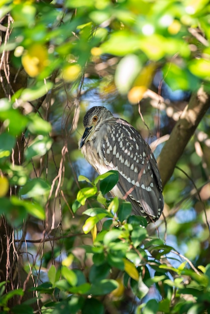 Vogel auf dem hohen Baum