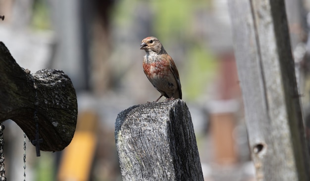 Vogel auf dem Hügel der Kreuze