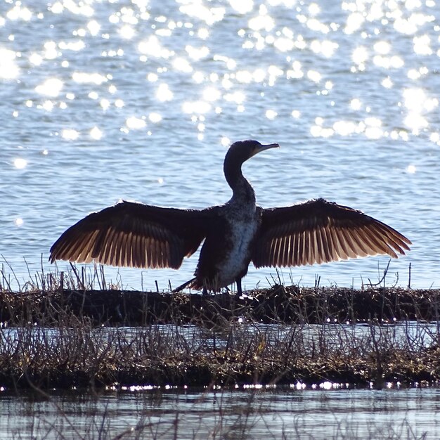 Foto vogel auf dem see