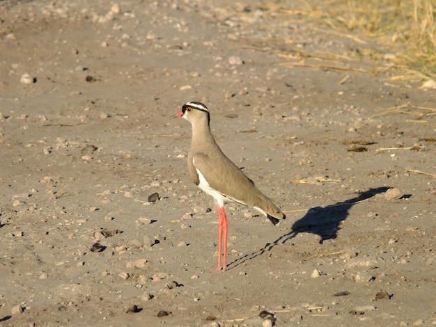 Vogel auf der Safari im Chobe-Nationalpark, Botswana, Afrika