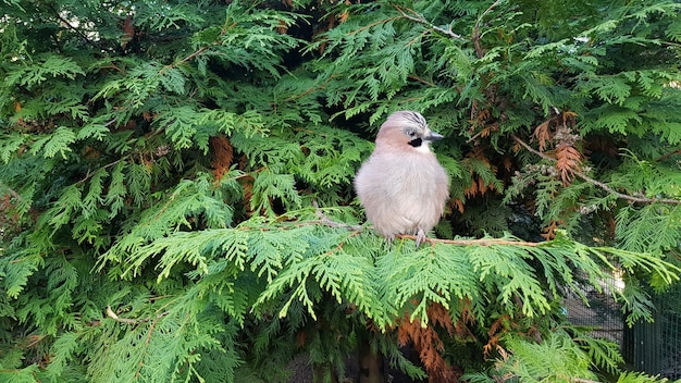 Vogel auf einem Ast