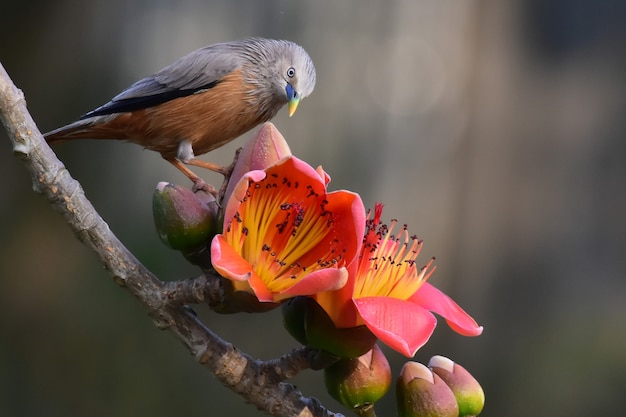 Vogel auf einem Ast