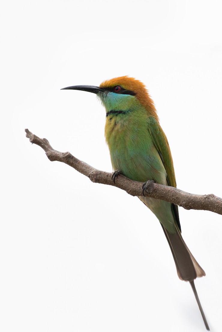 Foto vogel auf einem ast
