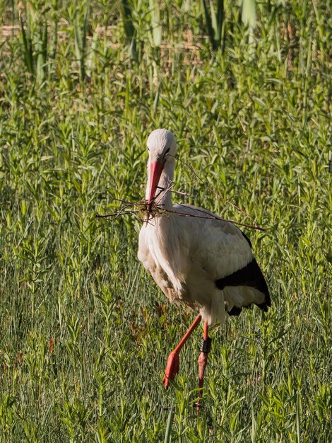 Foto vogel auf einem feld