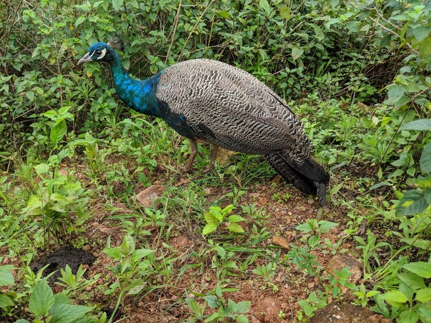 Foto vogel auf einem feld