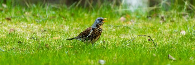 Foto vogel auf einem feld