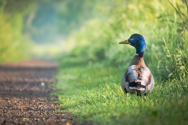 Foto vogel auf einem feld