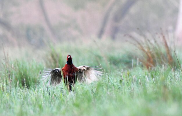 Foto vogel auf einem feld