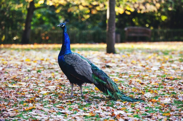 Foto vogel auf einem feld