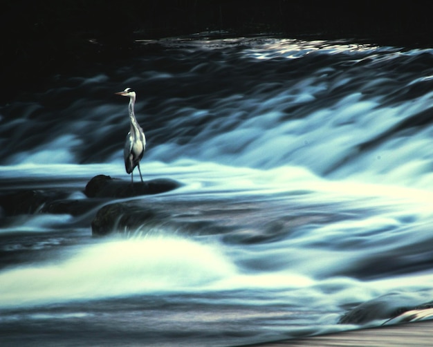 Foto vogel auf einem felsen mitten im fluss