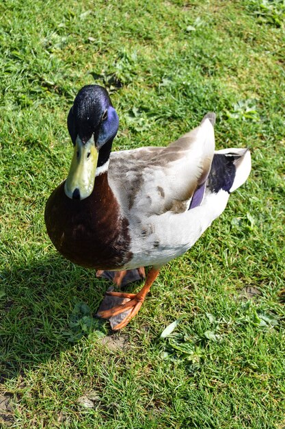 Vogel auf einem grasbewachsenen Feld